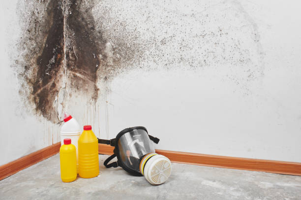 Best Mold Removal Company Near Me  in Brooklyn Center, MN