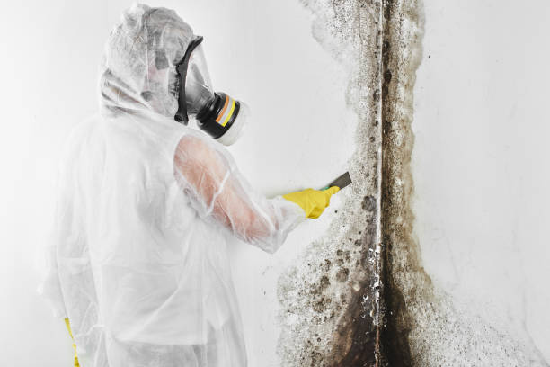 Best Mold Testing  in Brooklyn Center, MN