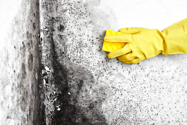Best Toxic Mold Removal  in Brooklyn Center, MN