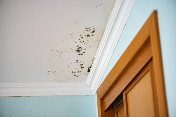 Best Crawl Space Mold Removal  in Brooklyn Center, MN