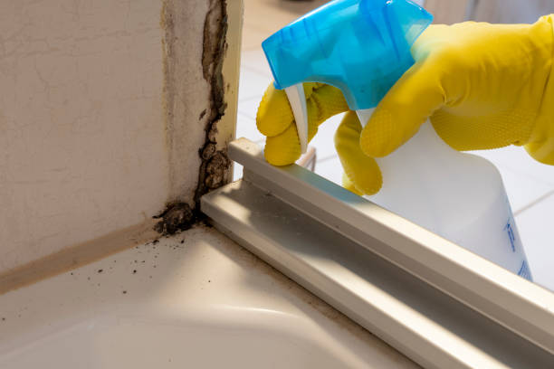 Best Emergency Mold Removal  in Brooklyn Center, MN