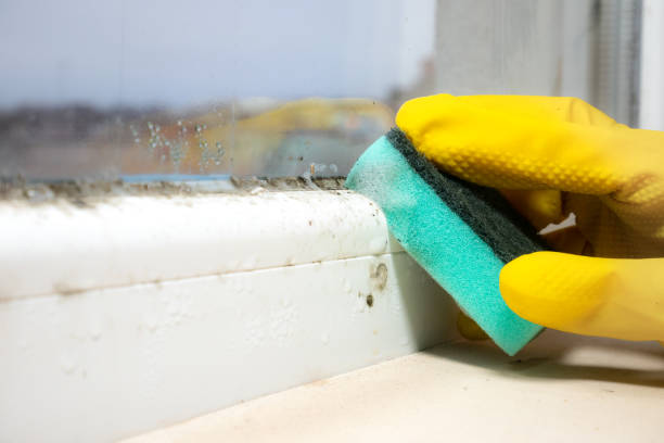 Best Home Mold Removal  in Brooklyn Center, MN