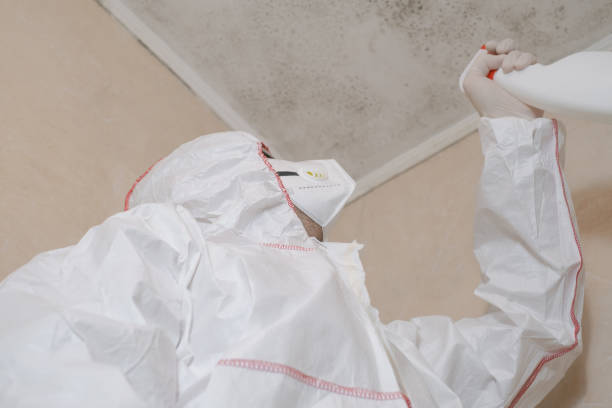 Office Mold Removal Services in Brooklyn Center, MN