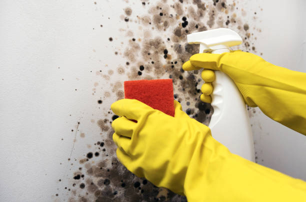 Best Best Mold Removal Companies  in Brooklyn Center, MN
