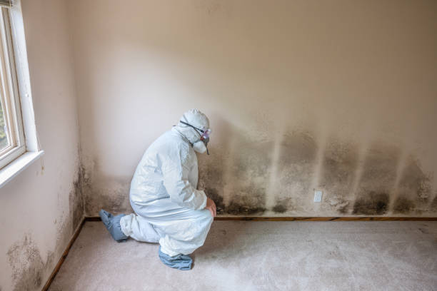 Best Mold Cleaning Services  in Brooklyn Center, MN