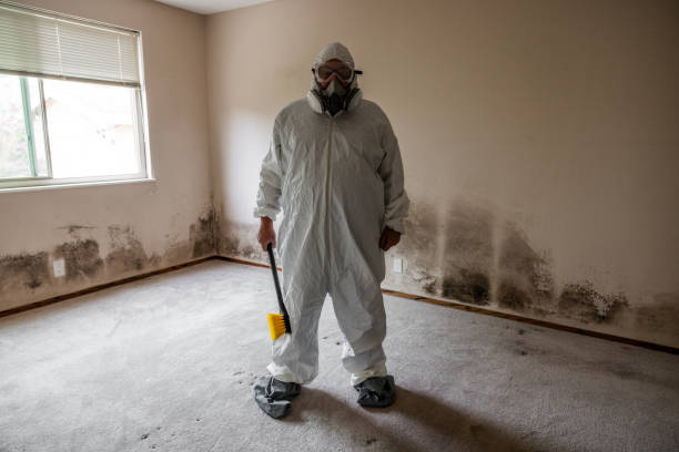 Best Certified Mold Removal  in Brooklyn Center, MN