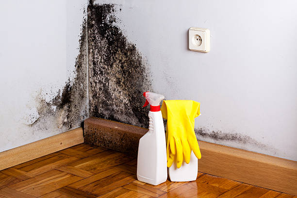 Best Certified Mold Removal  in Brooklyn Center, MN