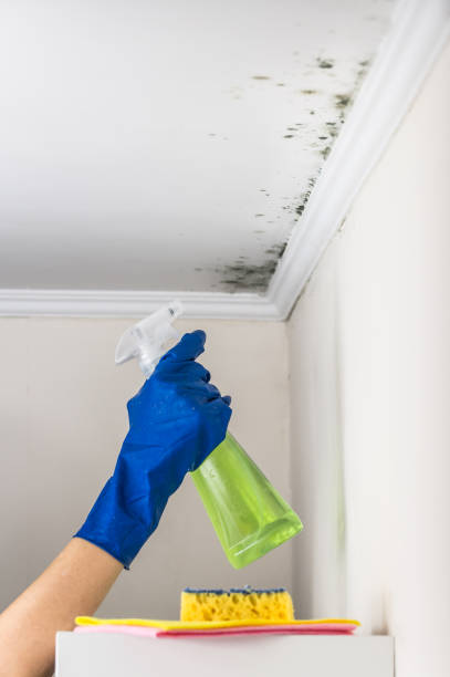 Brooklyn Center, MN Mold Removal Company